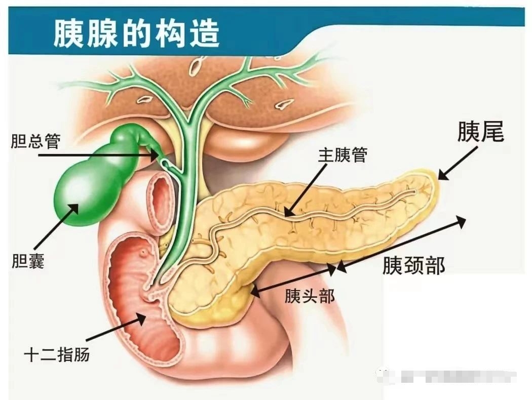 胰腺構(gòu)造.jpg